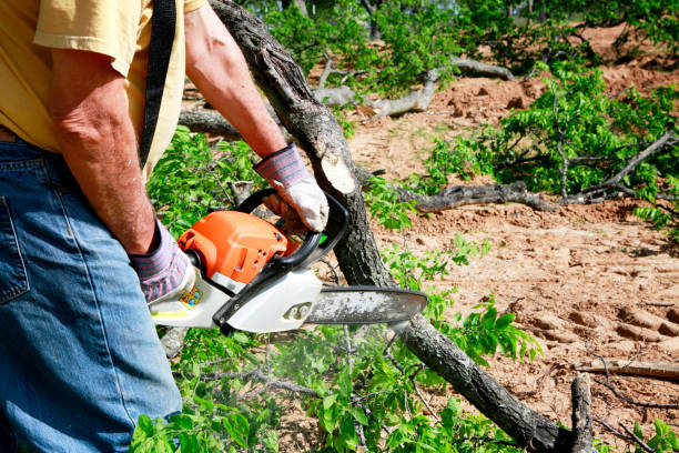 Best Tree Preservation Services  in Hagaman, NY